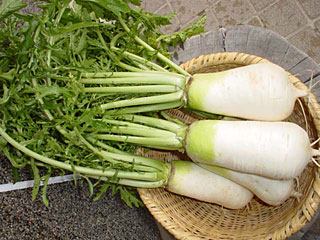 nezumi-daikon1.png