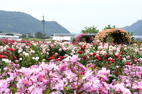 さかき千曲川バラ公園01