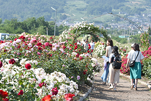 さかき千曲川バラ公園03