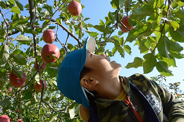 南保りんご収穫体験01