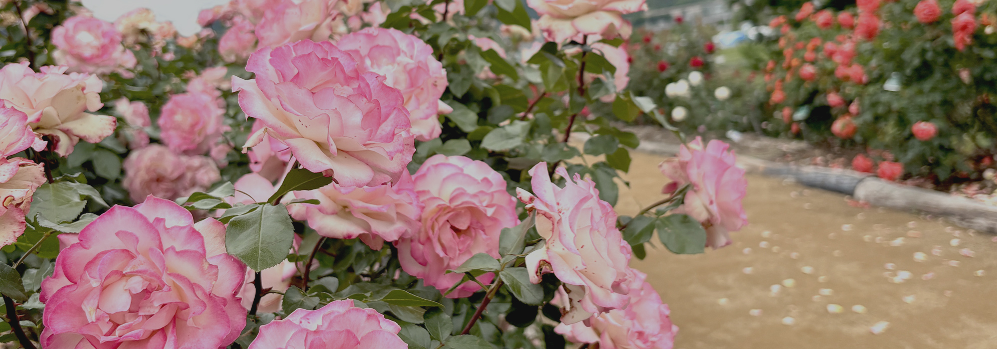 メインビジュアル01