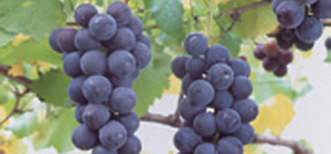 信州さかきを応援しようのサムネイル画像