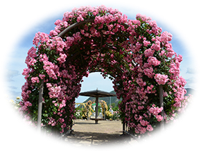 さかき千曲川バラ公園