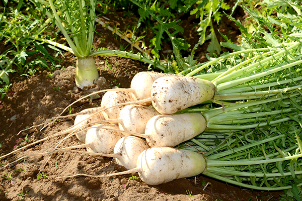 ねずみ大根の画像