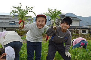 ねずみ大根の画像1