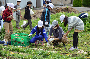 ねずみ大根の画像2