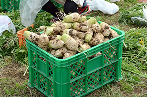 ねずみ大根の画像3