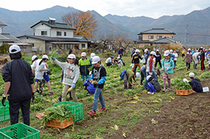 ねずみ大根の画像5
