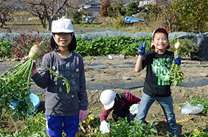 ねずみ大根の画像2