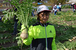 ねずみ大根の画像3