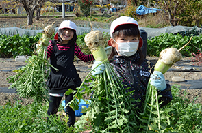 ねずみ大根の画像5
