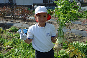 ねずみ大根の画像6