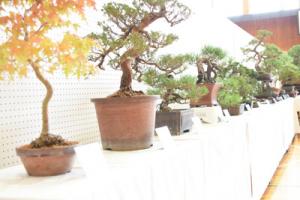 盆栽の展示作品