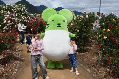 ねずこん