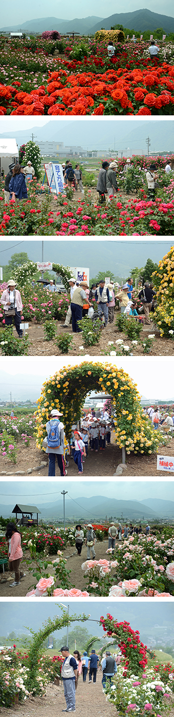 バラ公園開花状況