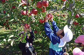 りんご収穫体験02