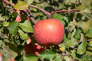 りんご収穫体験05