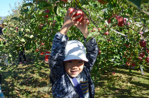 りんご収穫体験06