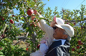 りんご収穫体験07