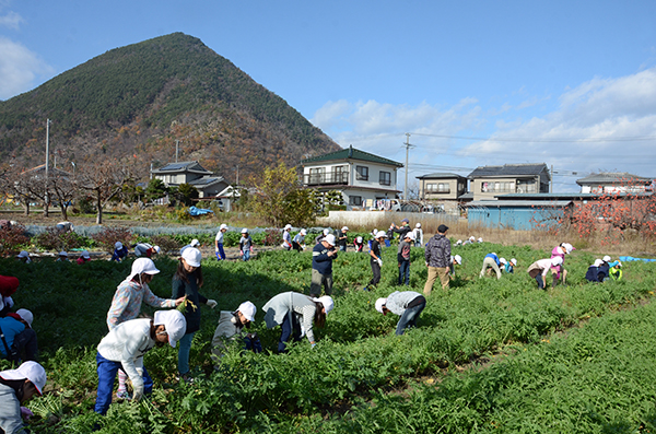 村上小ねずみ大根収穫01