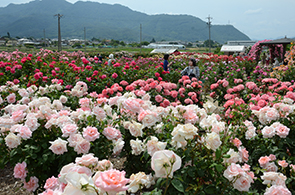 バラ開花02