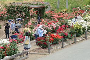 バラ公園03