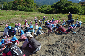 坂城保育園サツマイモ収穫02