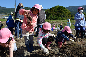 坂城保育園サツマイモ収穫03