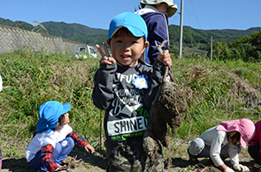 坂城保育園サツマイモ収穫04