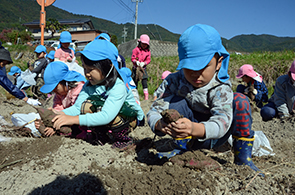 坂城保育園サツマイモ収穫05