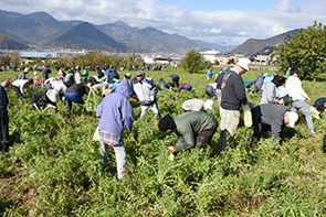 ねずみ大根まつり02