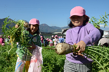 園児ねずみ大根収穫体験