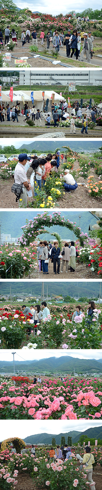 バラ公園開花状況