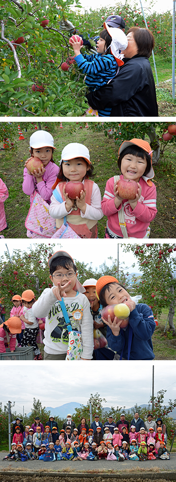 南条保育園りんご収穫体験