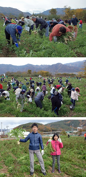 ねずみ大根収穫体験