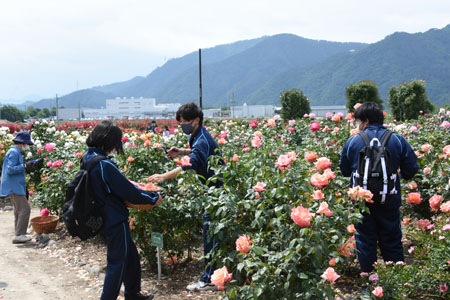 千曲川バラ公園01