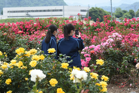 千曲川バラ公園04