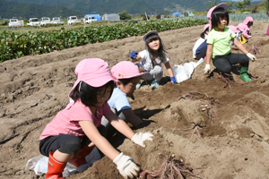 村保さつまいも掘り