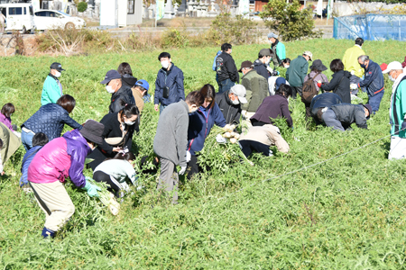 ねずみ大根収穫2021-01