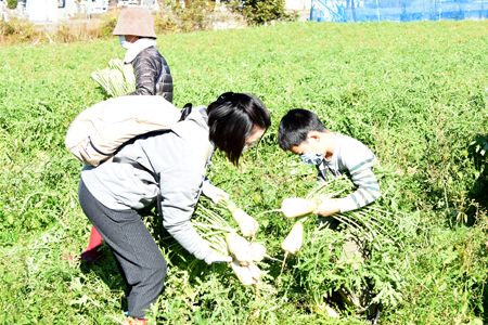 ねずみ大根収穫2021-03