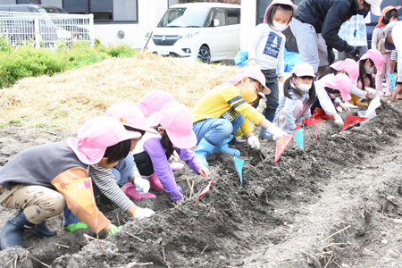 村上保育園じゃがいも植え01