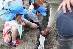 村上保育園じゃがいも植え05