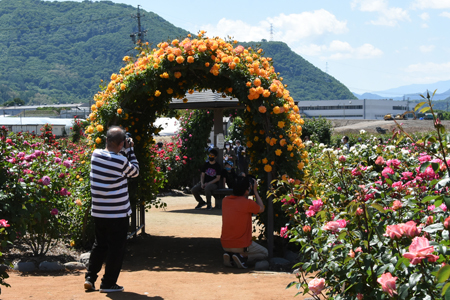 第17回ばら祭り09