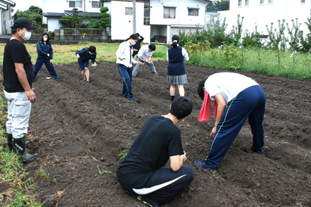 坂高ねずみ大根種まき01