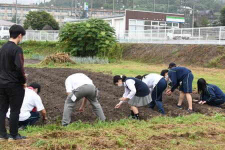 坂高ねずみ大根種まき02