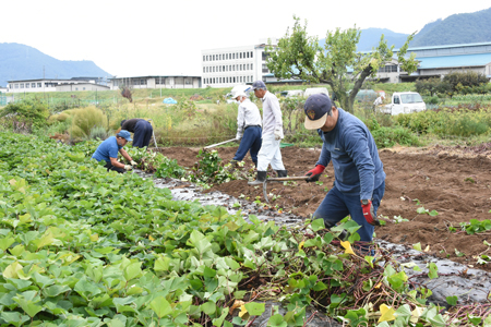 村保さつまいも掘り12