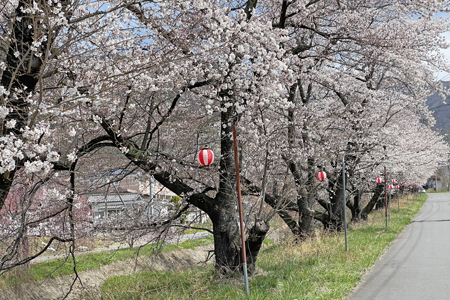 御堂川桜01