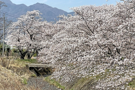 御堂川桜02