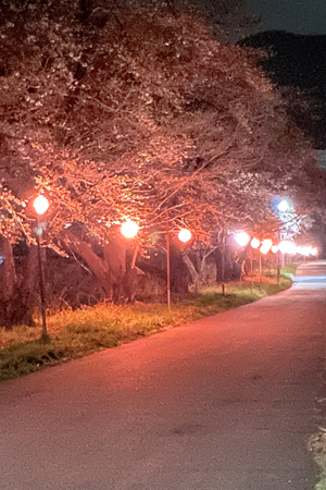 御堂川桜04