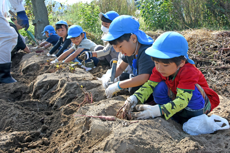 村保サツマイモ堀